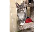 Bebe, Domestic Shorthair For Adoption In Columbia, Illinois