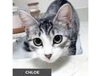 Chloe, Domestic Shorthair For Adoption In Etobicoke, Ontario