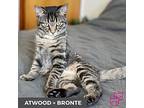 Atwood (bonded With Bronte), Domestic Shorthair For Adoption In Etobicoke