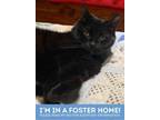 Diva, Domestic Shorthair For Adoption In Baltimore, Maryland