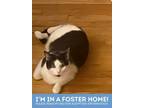 Maeve 1 (dave), Domestic Shorthair For Adoption In Baltimore, Maryland