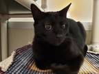 Mr Kitty, Domestic Shorthair For Adoption In Bellevue, Washington