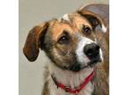 Fozzy, Terrier (unknown Type, Small) For Adoption In Cleveland, Ohio