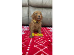 Bailey - F1b