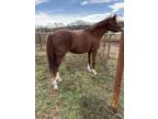 Producer of 327k Filly by Honest Mischief