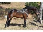 Don Lucero 16 hh Gelding Andalusian Under saddle