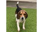 Adopt Dixon a Tricolor (Tan/Brown & Black & White) Beagle / Mixed dog in Grand