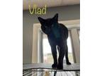 Adopt Vlad a All Black Domestic Shorthair / Domestic Shorthair / Mixed cat in