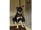 Adopt Koda - super star a Black - with Gray or Silver Husky / Mixed dog in