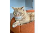 Adopt Dan a Orange or Red Tabby Domestic Shorthair / Mixed cat in Dayton