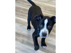 Adopt Winnie the Pooh a Black - with White Labrador Retriever / Mixed dog in