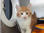 Adopt SPAGHETTI O'S a Orange or Red Tabby Domestic Shorthair / Mixed (short