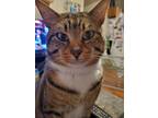 Adopt Max a Brown Tabby Domestic Mediumhair / Mixed (medium coat) cat in Katy
