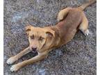 Adopt Kiara a Red/Golden/Orange/Chestnut Labrador Retriever / Mixed dog in Grand