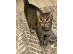 Adopt Elle a Brown Tabby Domestic Shorthair / Mixed (short coat) cat in Fort