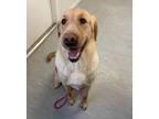 Adopt Jethro a Labrador Retriever / Mixed dog in Lincoln, NE (33723442)