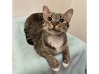 Adopt Holly a Brown or Chocolate Domestic Shorthair / Domestic Shorthair / Mixed