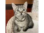 Adopt Ivy a Brown or Chocolate Domestic Shorthair / Domestic Shorthair / Mixed