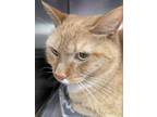 Adopt Nigel a Orange or Red Domestic Shorthair / Domestic Shorthair / Mixed cat