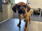 Adopt Tool a Brown/Chocolate Mixed Breed (Medium) / Mixed dog in Boone