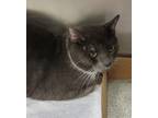 Adopt Grey a Domestic Shorthair / Mixed cat in Birdsboro, PA (33723468)