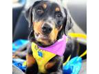 Adopt Zora a Black Doberman Pinscher / Rottweiler / Mixed dog in Michigan City