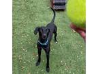 Adopt Pixel a Black Labrador Retriever / Mixed dog in Gainesville, FL (33723459)