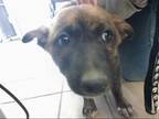 Adopt JETTA a Brindle - with White German Shepherd Dog / Chow Chow / Mixed dog