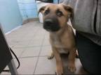 Adopt RIO a Brown/Chocolate - with Black German Shepherd Dog / Chow Chow / Mixed
