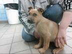 Adopt KIMBER a Brown/Chocolate German Shepherd Dog / Chow Chow / Mixed dog in