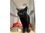 Adopt Sam a All Black Domestic Shorthair / Domestic Shorthair / Mixed cat in
