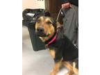 Adopt LOLA a Black Rottweiler / German Shepherd Dog / Mixed dog in Los Lunas