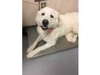 Adopt PALOMA a White Great Pyrenees / Mixed dog in Los Lunas, NM (33723208)