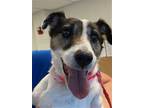 Adopt *AMY* a White - with Black Fox Terrier (Smooth) / Mixed dog in Dayton