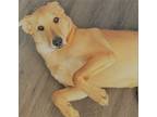 Adopt Choppa a Brown/Chocolate German Shepherd Dog / Mixed dog in Lithonia