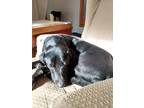 Adopt Regina Newberry a Black Labrador Retriever / Mixed dog in Warwick