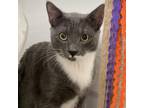 Adopt Koozie a Gray or Blue Domestic Shorthair / Mixed cat in Fort Lauderdale