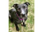 Adopt Posie a Black American Pit Bull Terrier / Mixed dog in Voorhees