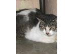 Adopt Peanuts a Gray or Blue Domestic Shorthair / Domestic Shorthair / Mixed cat