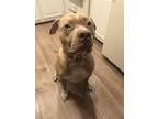 Adopt Maximus a Tan/Yellow/Fawn - with White American Pit Bull Terrier / Mixed