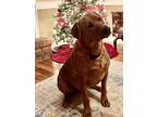 Adopt Rocco a Red/Golden/Orange/Chestnut Labrador Retriever / Mixed dog in Grand