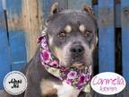 Adopt CARMELLA a Brown/Chocolate - with Tan American Pit Bull Terrier / Mixed