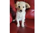 Adopt Bella a Tan/Yellow/Fawn Terrier (Unknown Type, Small) / Spaniel (Unknown