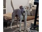 Adopt Snjor a White Labrador Retriever / Mixed dog in Charlotte, NC (33722992)