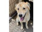 Adopt Chester a Red/Golden/Orange/Chestnut Mixed Breed (Medium) / Mixed dog in
