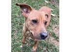 Adopt Copper a Red/Golden/Orange/Chestnut Labrador Retriever / Mixed dog in