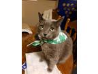 Adopt Mischief (22-027 C) a Gray or Blue Domestic Mediumhair / Mixed cat in