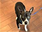 Adopt SPEEDY a Black - with White American Staffordshire Terrier / Mixed dog in