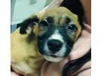 Adopt Velma a Tan/Yellow/Fawn Boxer / German Shepherd Dog / Mixed dog in
