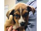 Adopt Mojo a Brown/Chocolate Labrador Retriever / Husky / Mixed dog in Wooster